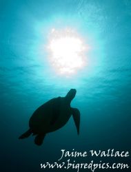 I love turtles! by Jaime Wallace 